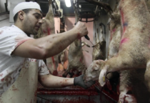 Catalunya, la primera comunidad que regulará la fiesta musulmana del cordero